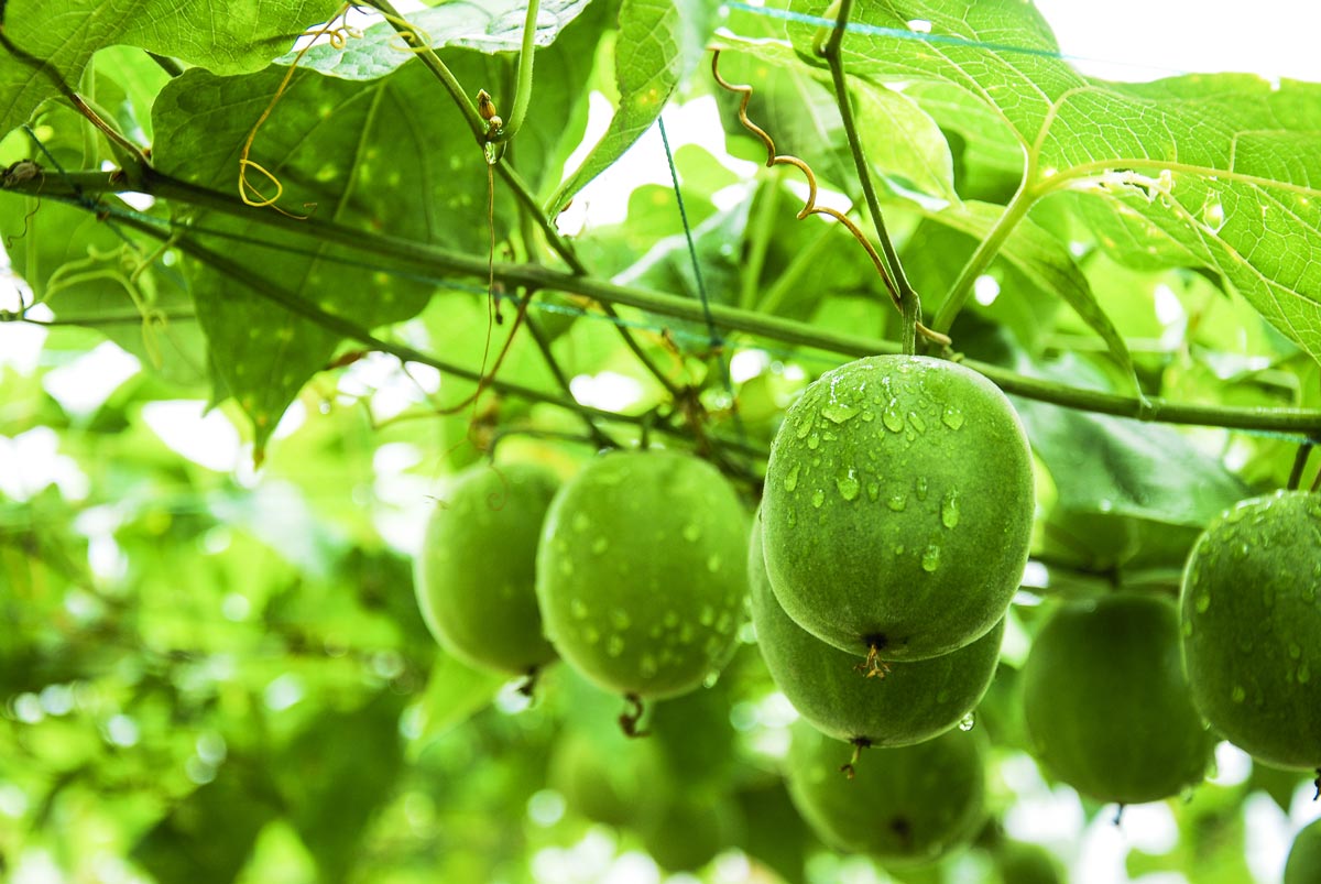 Monk Fruit