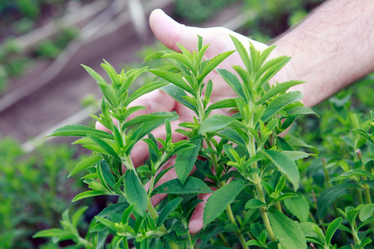 stevia plant