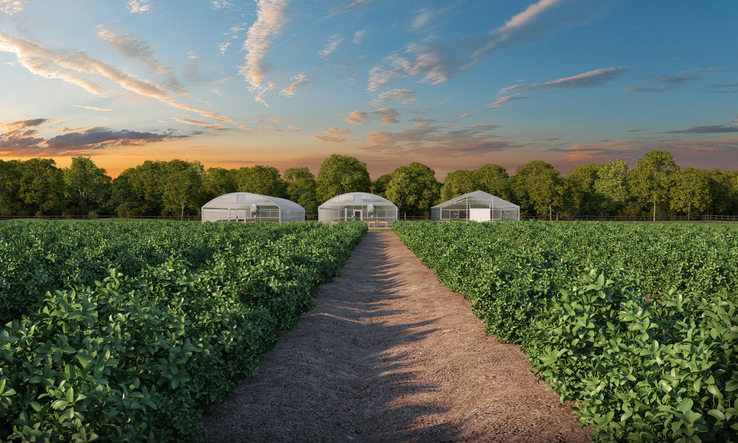 Splenda Stevia Farms BetterTasting Stevia Grown in the US Splenda®