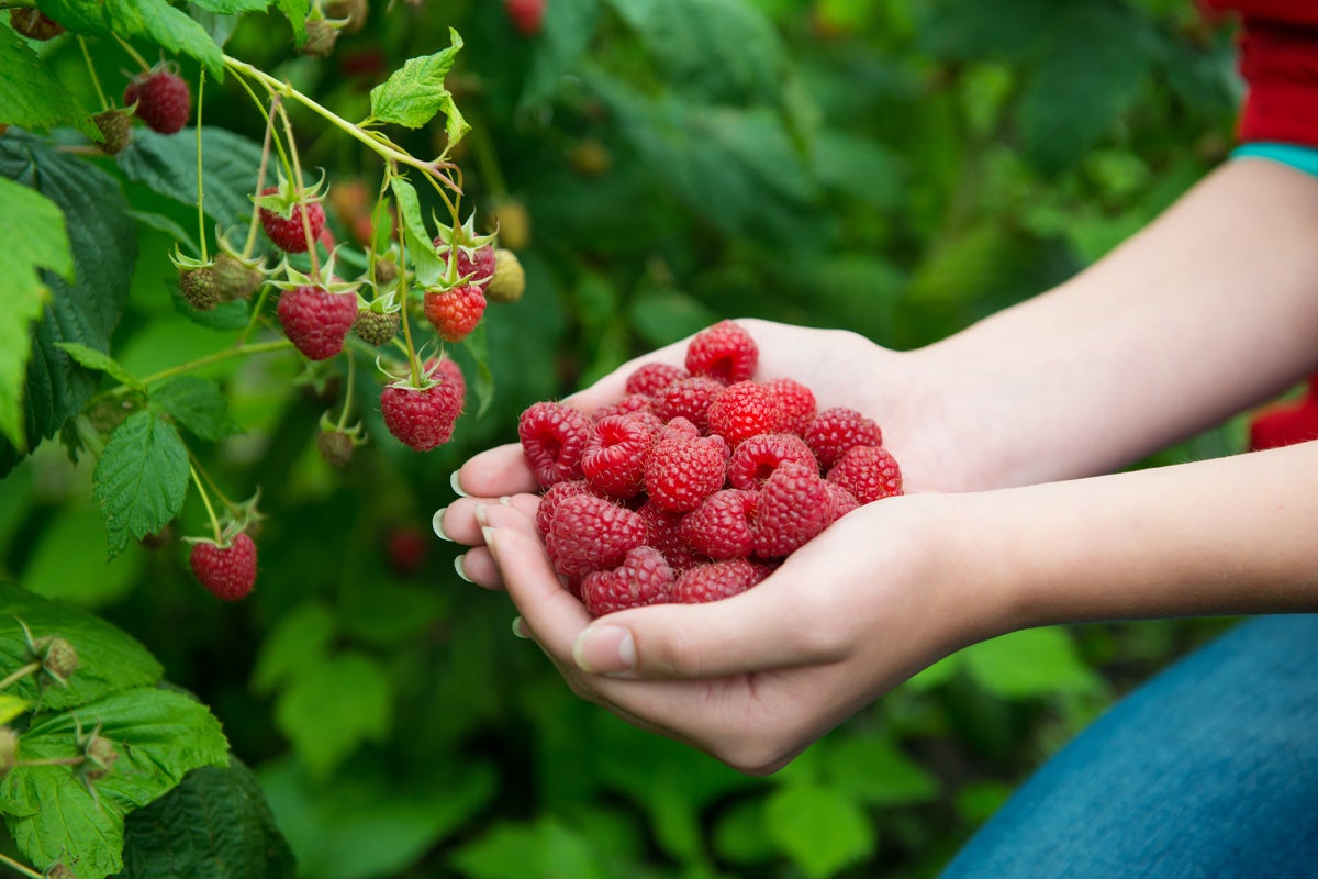 Fresh Red Raspberries - Eat More Fiber