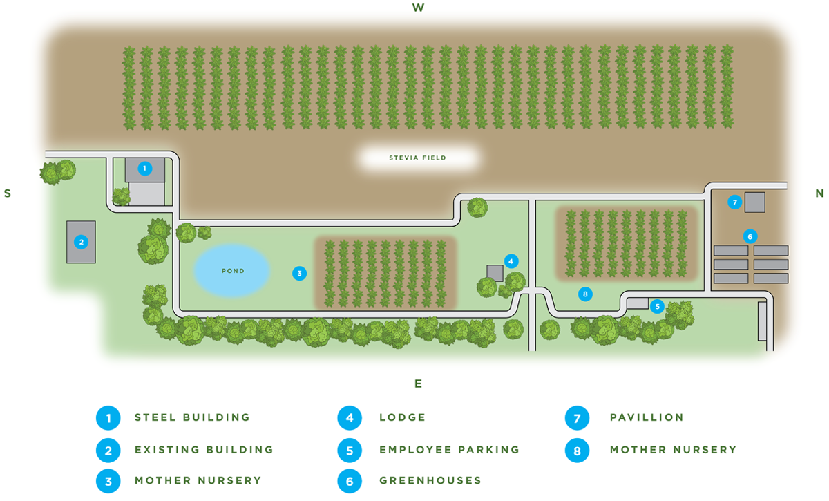 Splenda Stevia Farms Better Tasting Stevia Grown in the US Splenda®