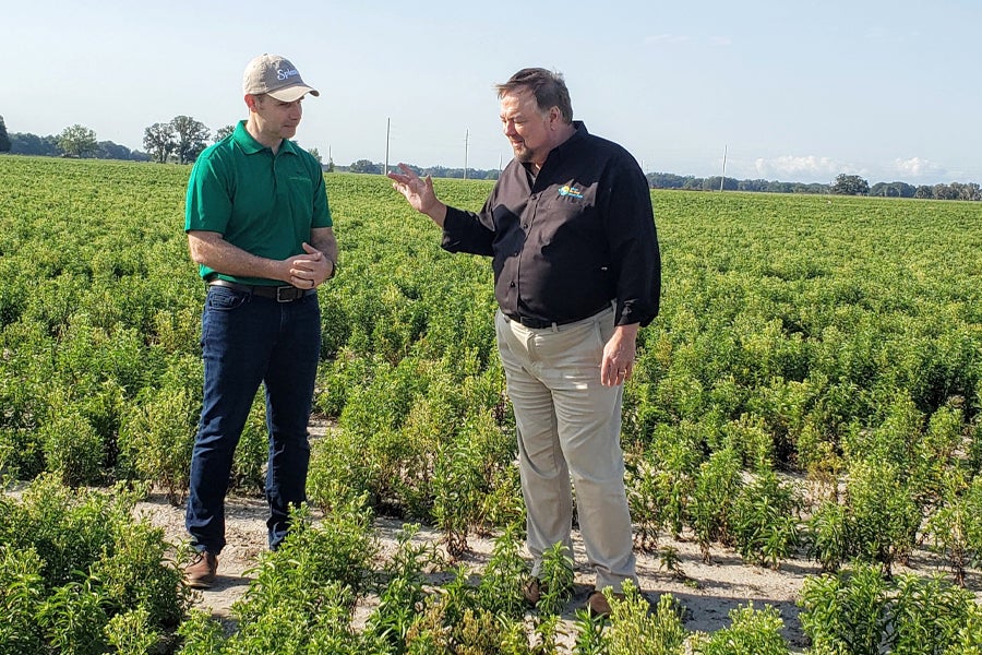 Splenda Stevia Farms Launching A New American Farming Industry